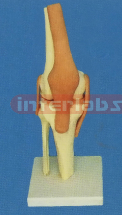 ADVANCED BIG LEFT KNEE JOINT-FUNCTIONAL MODELWEST- TYPE